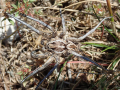 Lycosa tarantula