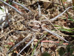 Lycosa tarantula