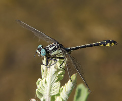 Gomphus schneiderii