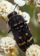 Acmaeoderella flavofasciata