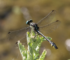 Gomphus schneiderii