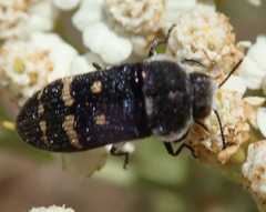 Acmaeoderella flavofasciata