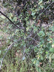 Ribes indecorum