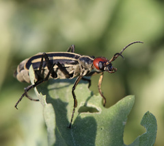 Epicauta erythrocephala
