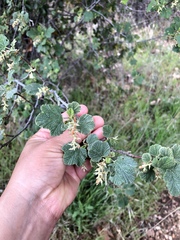 Ribes indecorum