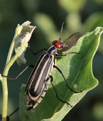 Epicauta erythrocephala