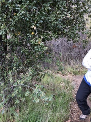 Ribes indecorum
