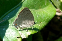 Strephonota jactator