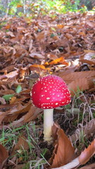 Amanita muscaria
