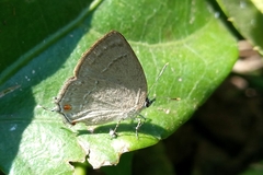 Strephonota jactator