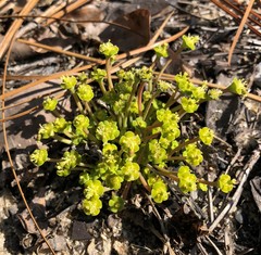 Euphorbia ipecacuanhae