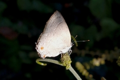 Strephonota jactator