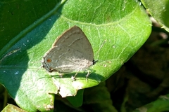 Strephonota jactator