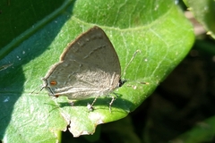 Strephonota jactator