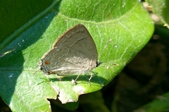 Strephonota jactator