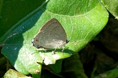 Strephonota jactator