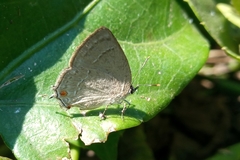 Strephonota jactator