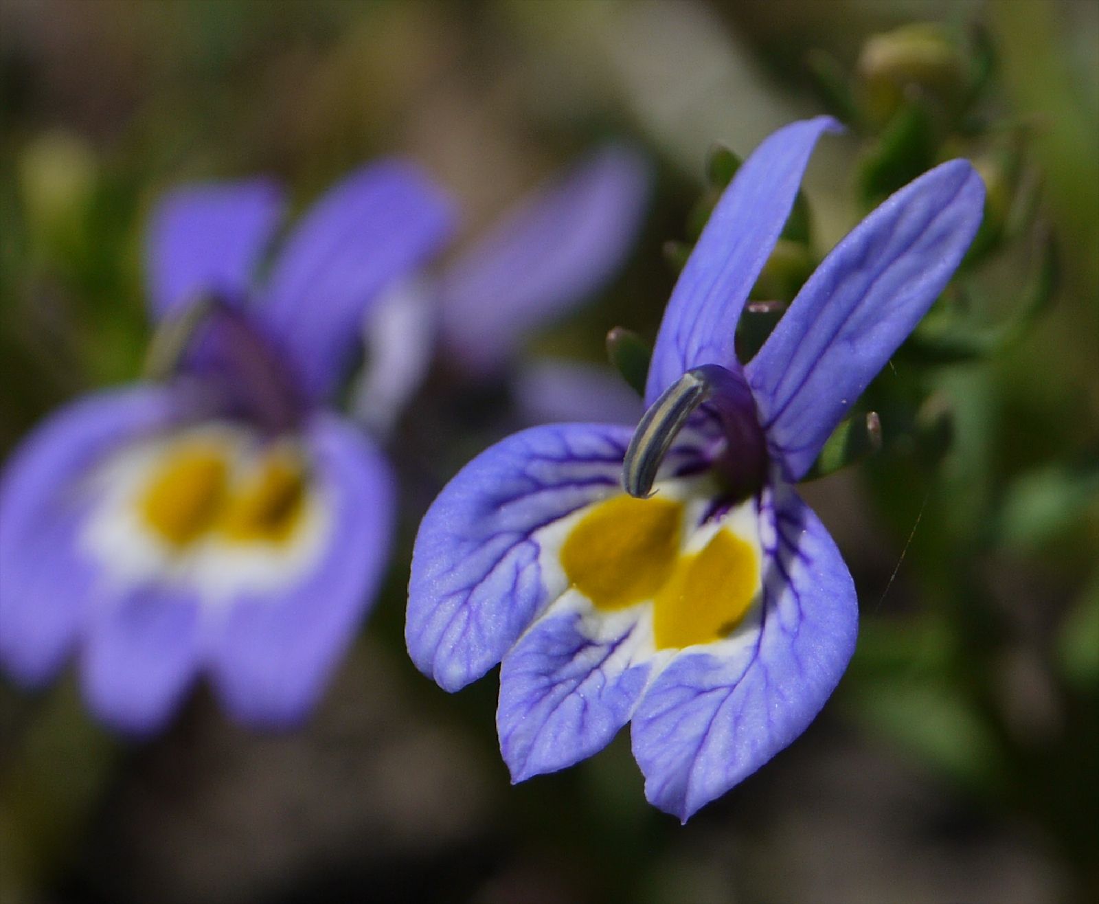 Downingia bacigalupii