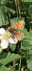Melitaea cinxia