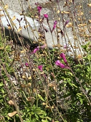 Xylocopa californica