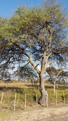 Prosopis alba