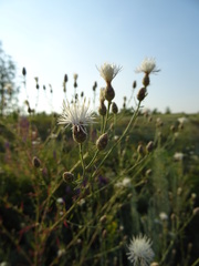 Centaurea arenaria