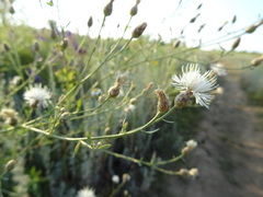 Centaurea arenaria