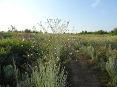 Centaurea arenaria