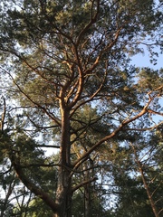 Pinus sylvestris