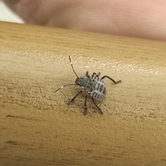 Halyomorpha halys