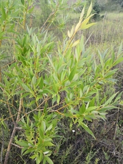 Salix acutifolia