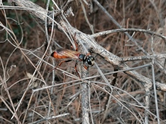 Sphex flavipennis