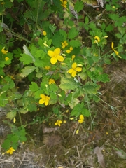 Chelidonium majus