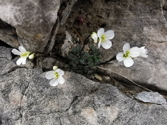 Arabis stellulata