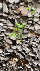 Floerkea proserpinacoides