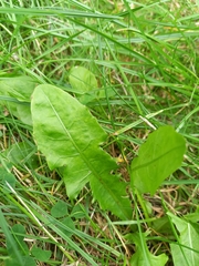 Taraxacum officinale