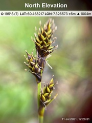 Carex lachenalii