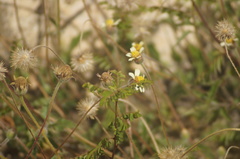 Tridax procumbens