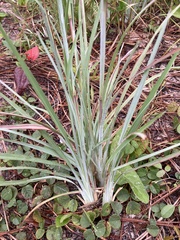 Andropogon cretaceus
