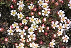 Pyxidanthera barbulata