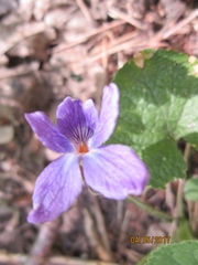 Viola odorata