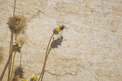 Apis mellifera
