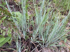 Andropogon cretaceus