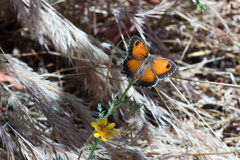 Pyronia cecilia