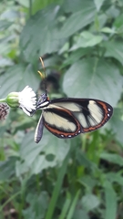 Ithomia salapia