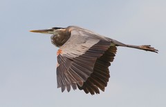 Ardea herodias