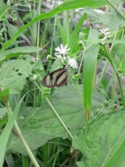 Ithomia salapia