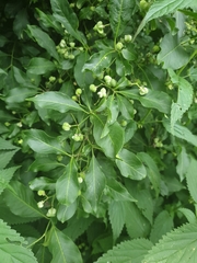 Euonymus europaeus