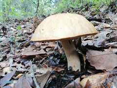 Boletus quercophilus