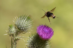 Bombus californicus